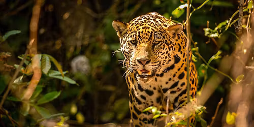 The Peru Experience 2025 - Exploration of the self