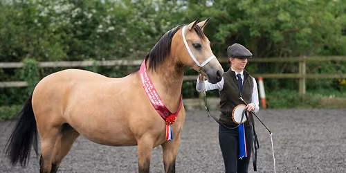 inhand and ridden show by havana shows 