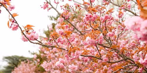 Spring Garden Tour with Horticulture Director Andi Pettis
