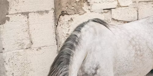 Stage Horsemanship avec Walter Badet 2