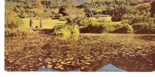 Harold's Saga - A Kirstenbosch Heritage Walking Tour