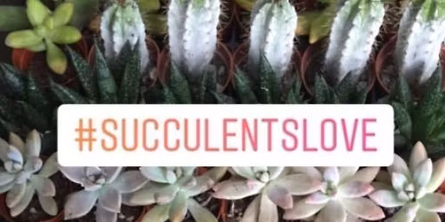 Succulent Planting Event