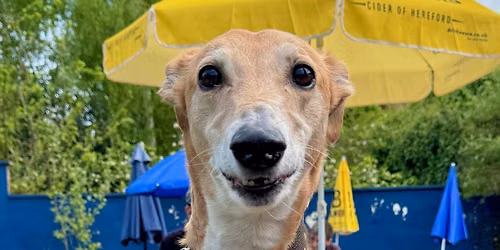 York Greyhound and Lurcher Walk