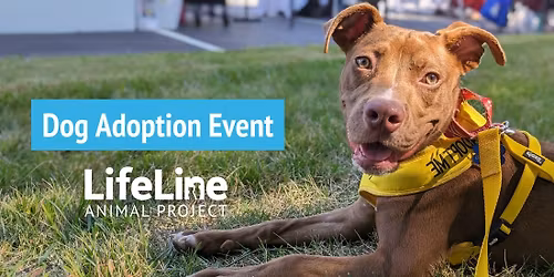 PetSmart (Dunwoody) Dog Adoption Event