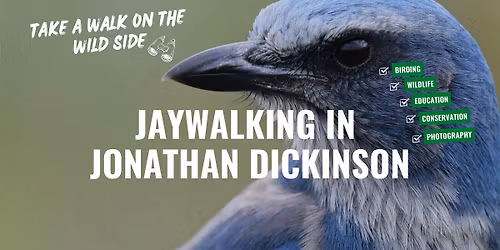 Jaywalking in the Wild: Meet the Florida Scrub Jay