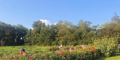 The Greensmith Flower Farm Sunset U-Pick