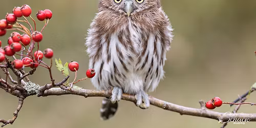 UgleRiget p\u00e5 Naturcenter Amager Strand - Et magisk m\u00f8de med ugler!