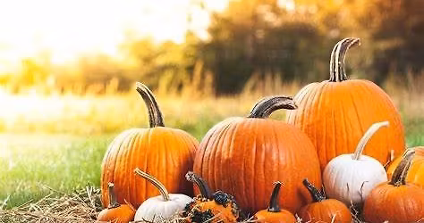 2nd Annual Pumpkin Patch!  \ud83c\udf83