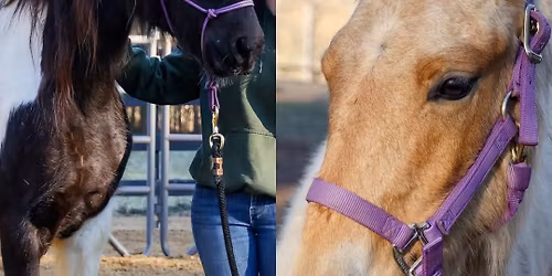 Laney & Zesta Meet & Greet 