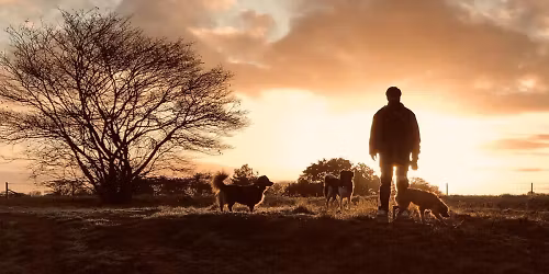 The Wanderer  in Hilversum
