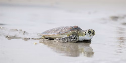 Sea Turtle Day (Girl Scouts of the Nation\u2019s Capital)