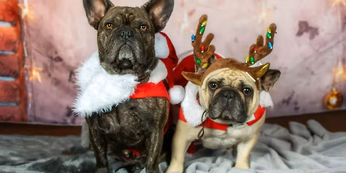 Holiday Pet Portrait Day