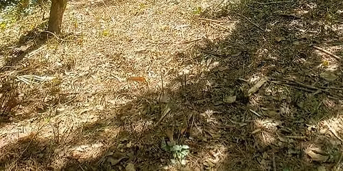 Bamboo Encounter May 2026 Gathering-- FINAL GATHERING