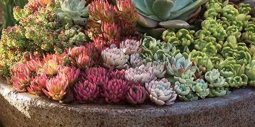 Succulent Patio Planter