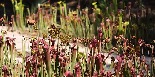 Carnivorous Plants of the Southeast U.S.