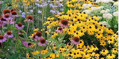 Spring Meeting 💐 Lois's Talk on Pollinators 