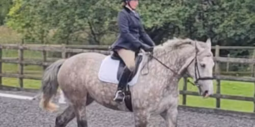 Dressage Competition (League)