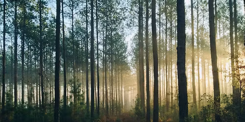 Forest Bathing Stirling - January