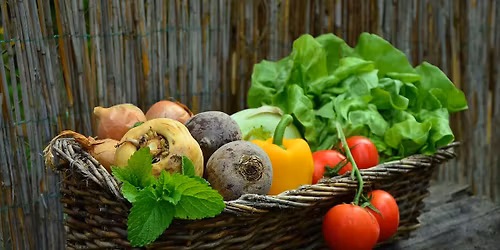 Beginner's Vegetable Gardening