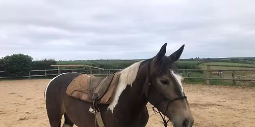 Parelli Level 2 course with Rachel Shawyner