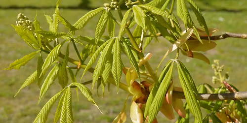 Geh\u00f6lze im Fr\u00fchjahr