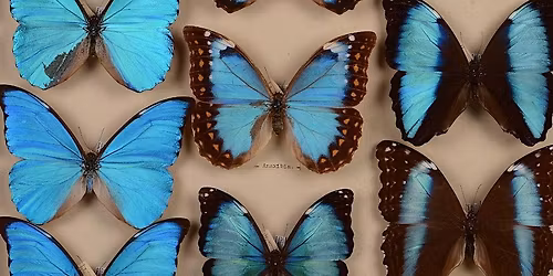 Behind the Glass: A Special Visit to the Fountaine-Neimy Butterfly Collection