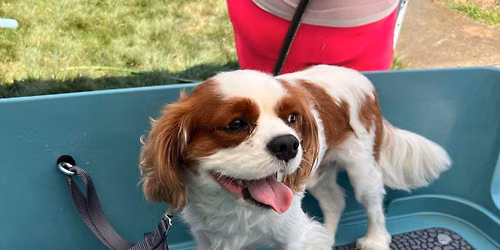 Dirty Dog Wash + Nail Trims!
