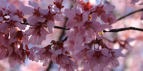 Spring Awakening - Asheville