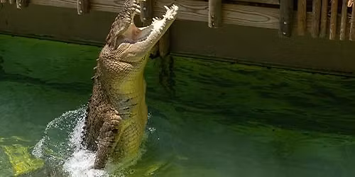 Alligator Farm VIP Behind the Scenes Tour