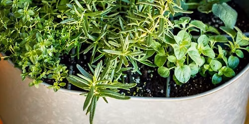 Herb Gardening for a Healthier Life with Patrick Calewarts 
