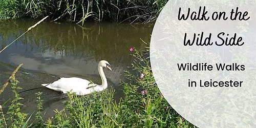 Wildlife Walk: A Walk on the Wild Side \u2013 Aylestone Meadows