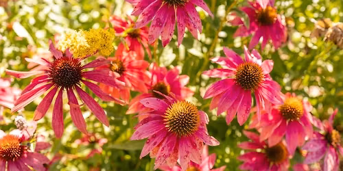 Magnolia Garden Club Fall Plant Sale