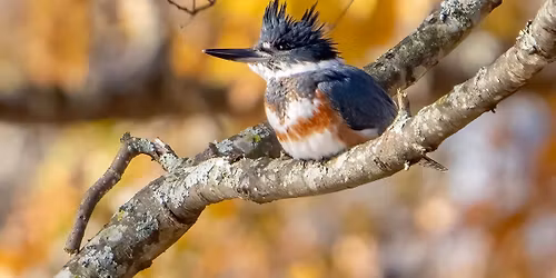 Belted kingfisher at Lenox Park