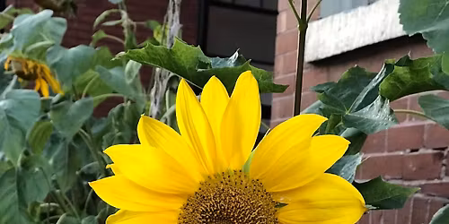 SWEET and SLOW DANCE