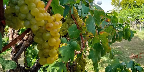 Chardonnay harvest 2026