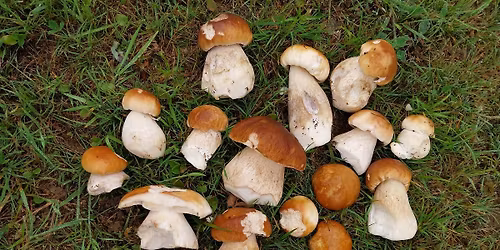 Mushroom Identification and Foraging Event 26\/09\/2026