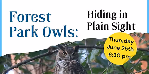 Forest Park Owls: Hiding in Plain Sight with Mark Glenshaw