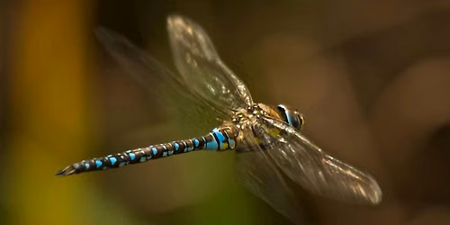 Wildlife Photography Workshop\u201425 July 2026