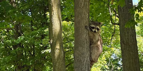 Sopher Creek Wildlife Rescue - Guest Speaker