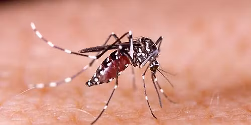 Itching to Know? Mosquito Bite Prevention Workshop