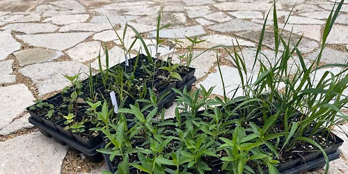 FoHP June Volunteer Workday
