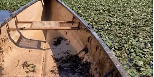 Invasive Water Chestnut Removal 