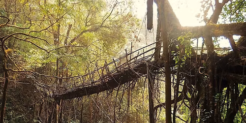 3rd International Conference on Global Plant Humanities