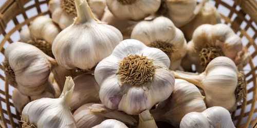 Garlic 101