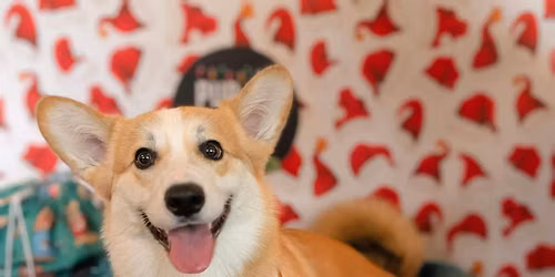 Glasgow - Corgi Christmas Tour \ud83c\udf84