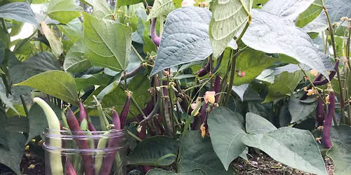 Pickling for Kids