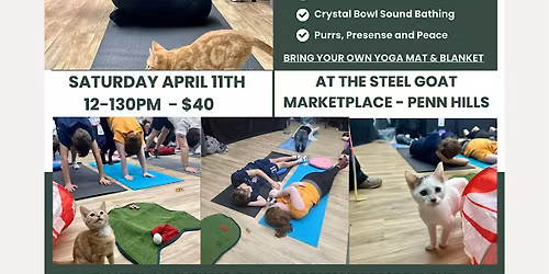 The Purrfect Pause-Yoga & Sound