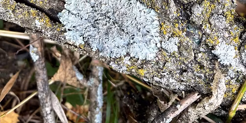Lichen ID in the Sanctuary