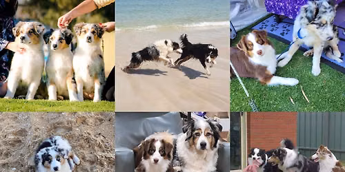 Australian Shepherd & Miniature American Shepherd Club of SA - Club Fun Day
