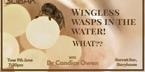 Wingless wasps in the water... What!?!?
